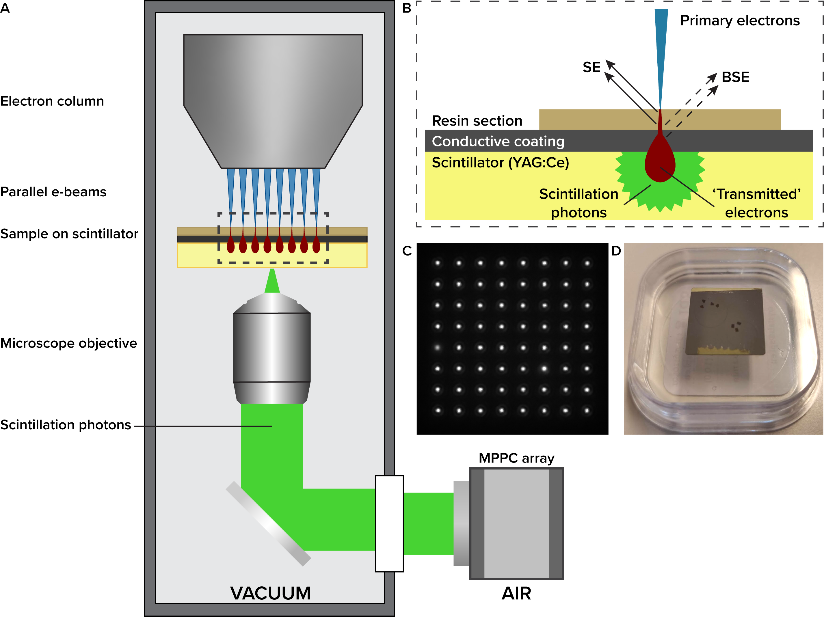 Emc Fast Electron Imaging Of Biological Specimens Using Multibeam